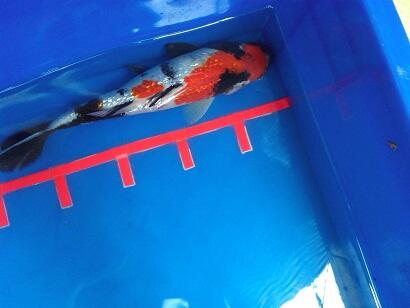Ikan koi Jumbo