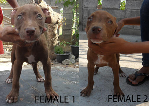 for sale : American Pitbull Terrier puppies good temprament for your lovely Family