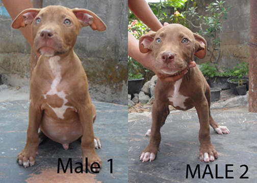 for sale : American Pitbull Terrier puppies good temprament for your lovely Family