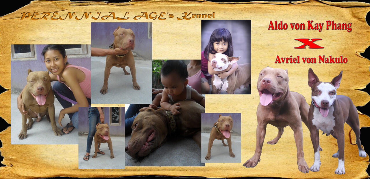 for sale : American Pitbull Terrier puppies good temprament for your lovely Family