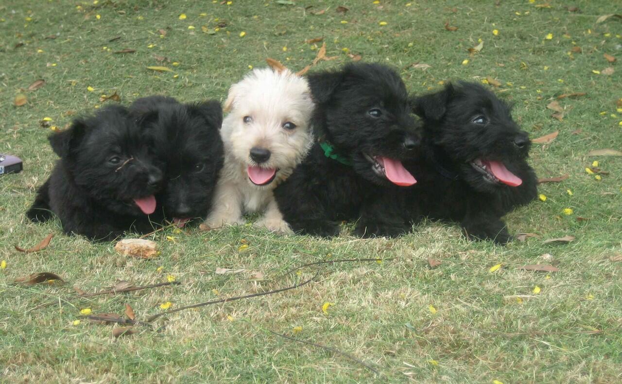Di Jual Scottish Terrier Anakan