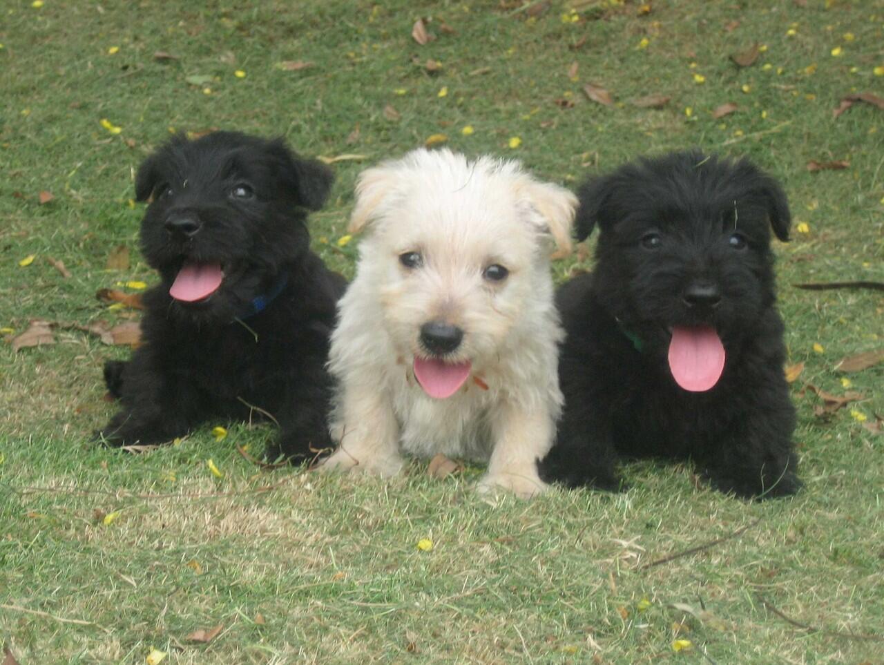 Di Jual Scottish Terrier Anakan
