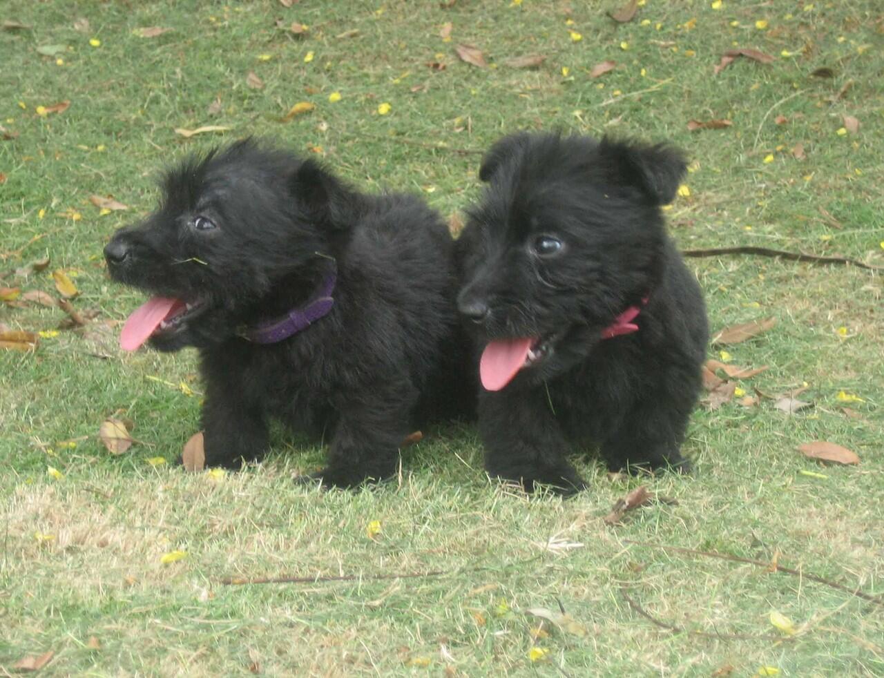 Di Jual Scottish Terrier Anakan