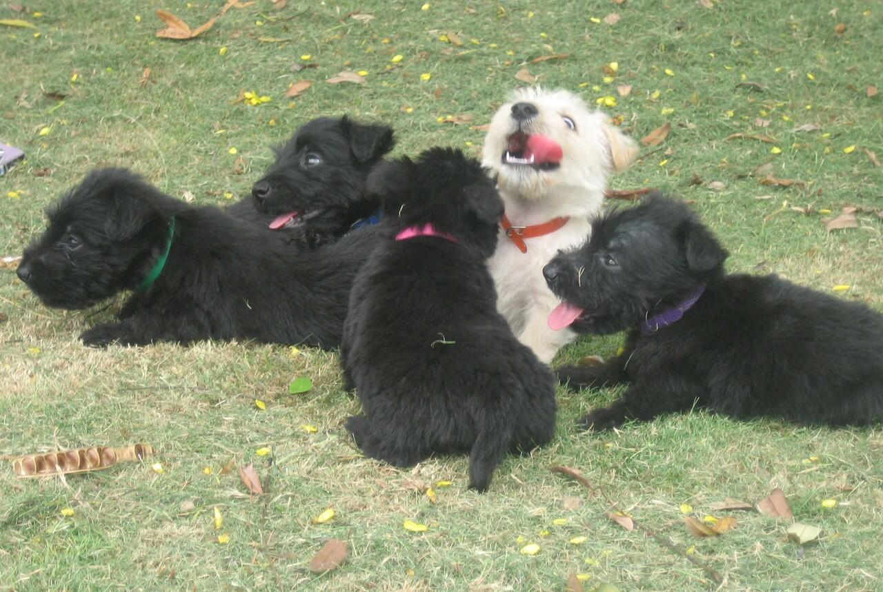 Di Jual Scottish Terrier Anakan