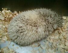 Jual Landak Mini Hi PInto