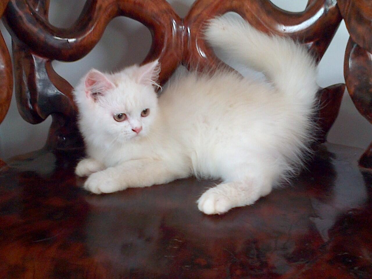 Kucing Persia Jambi