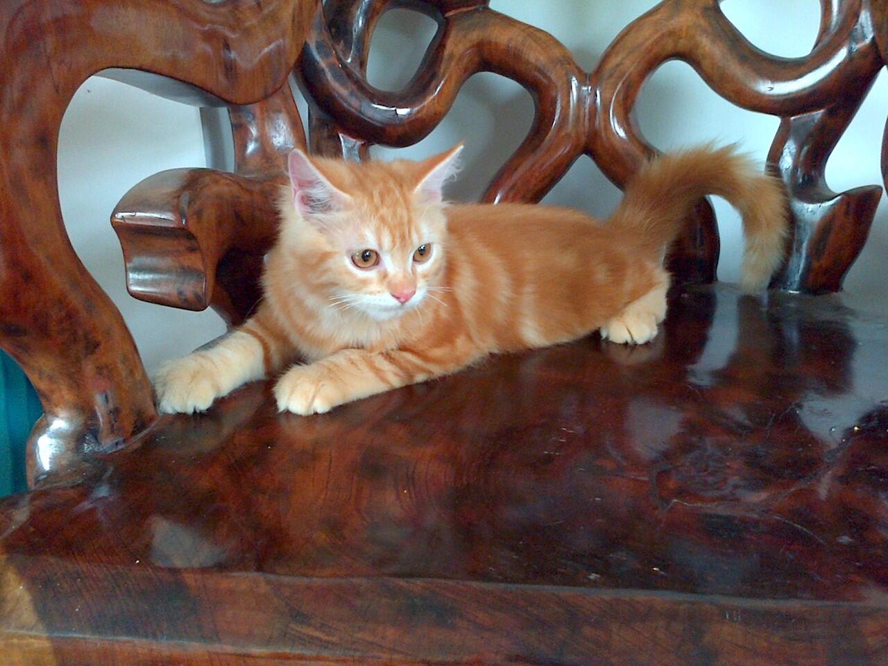 Kucing Persia Jambi