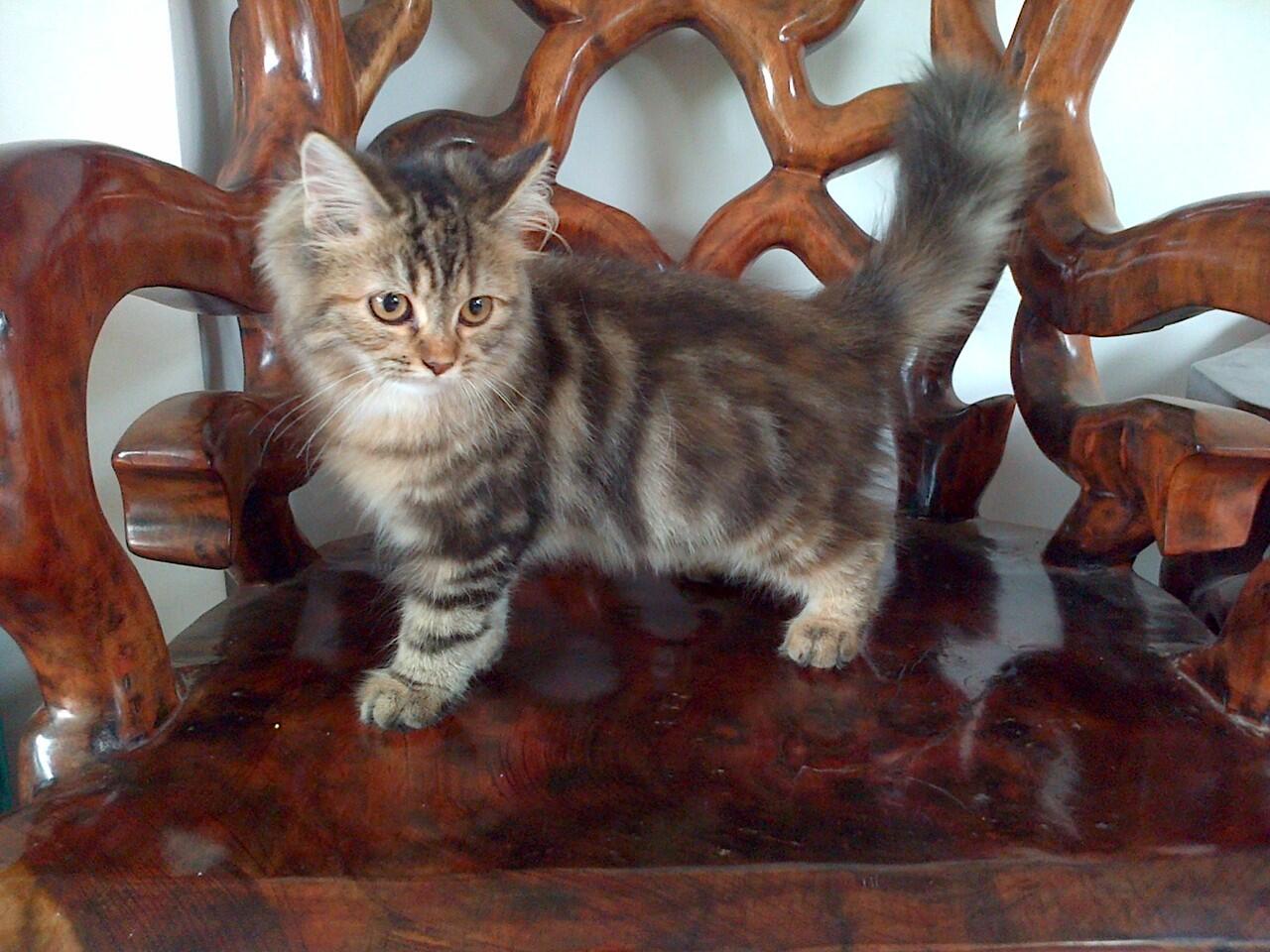 Kucing Persia Jambi
