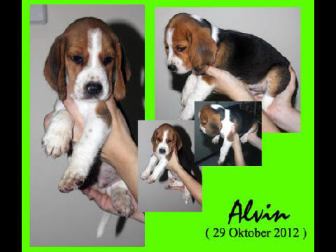 For sale anakan anjing beagle super duper mantab ^^