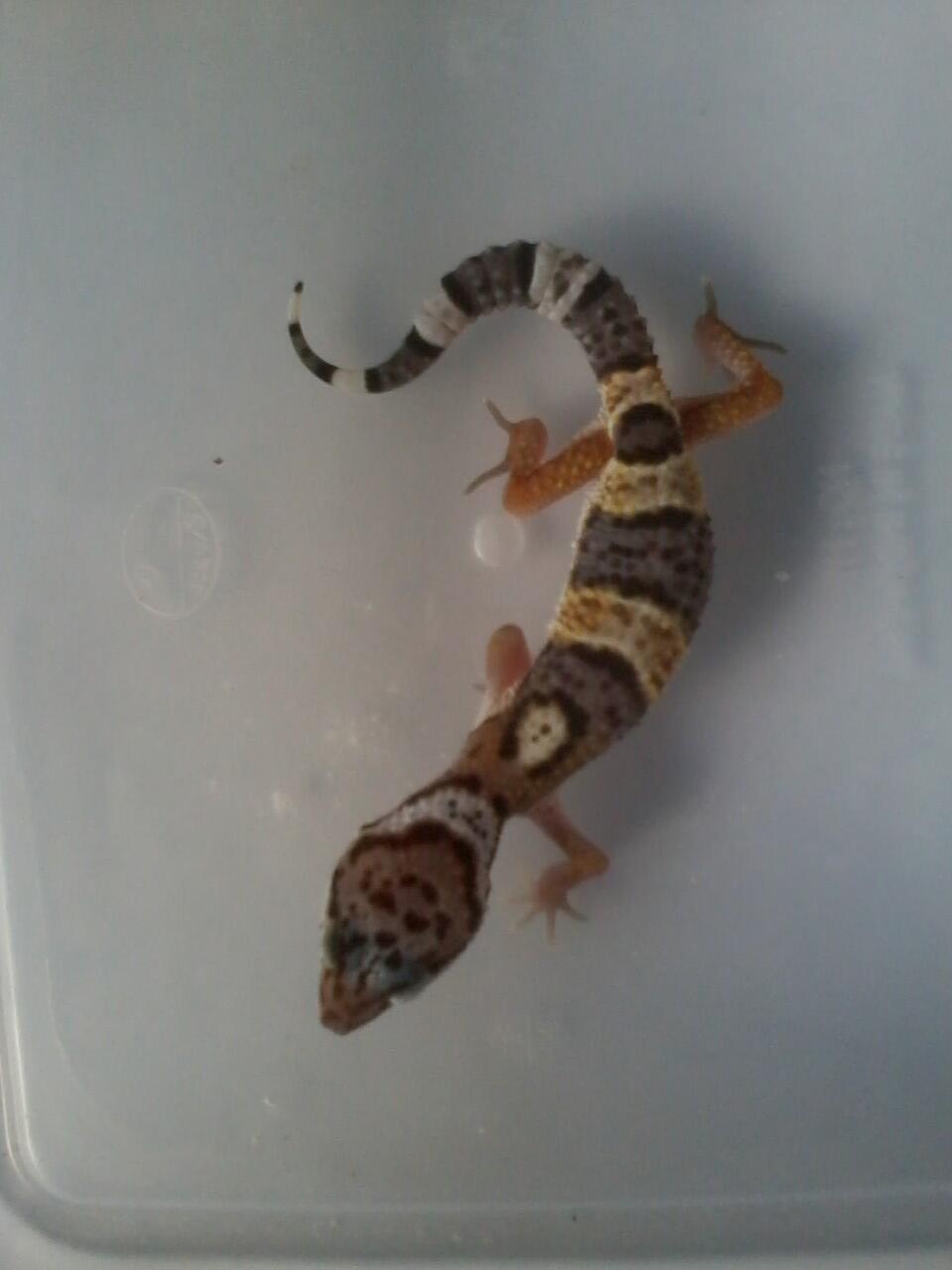 Leopard Gecko Murmer