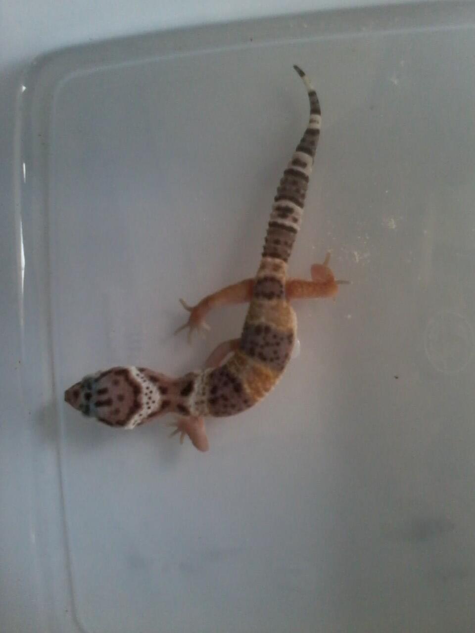 Leopard Gecko Murmer