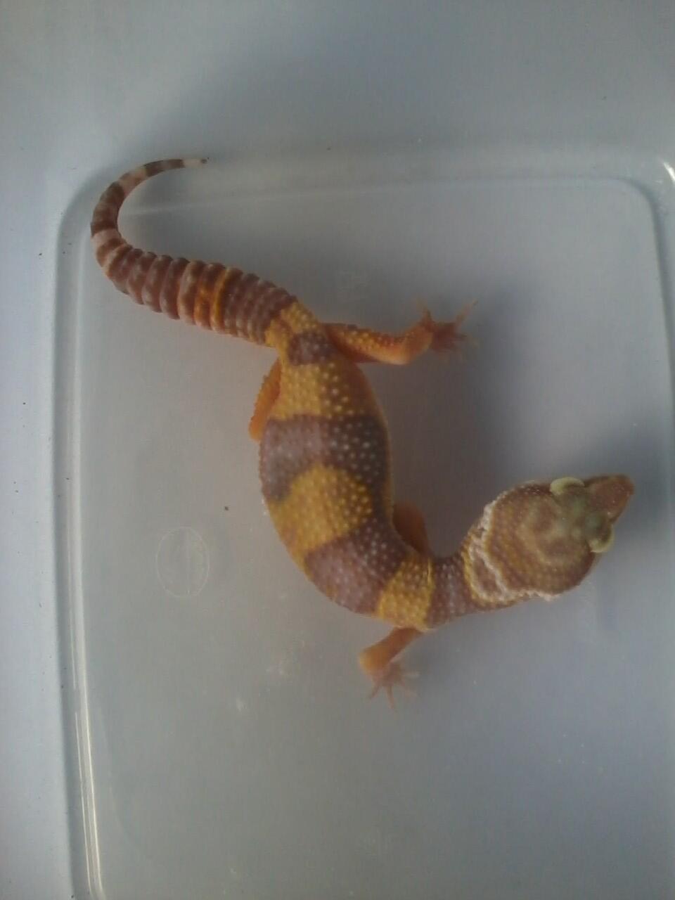 Leopard Gecko Murmer