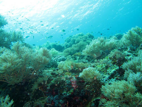 Pesona TANJUNG BIRA SULAWESI