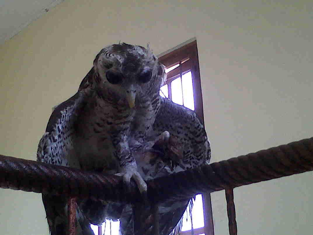 jual bubo sumatranus!