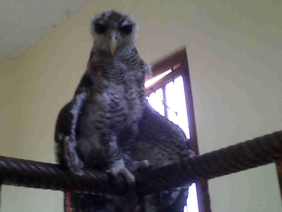 jual bubo sumatranus!