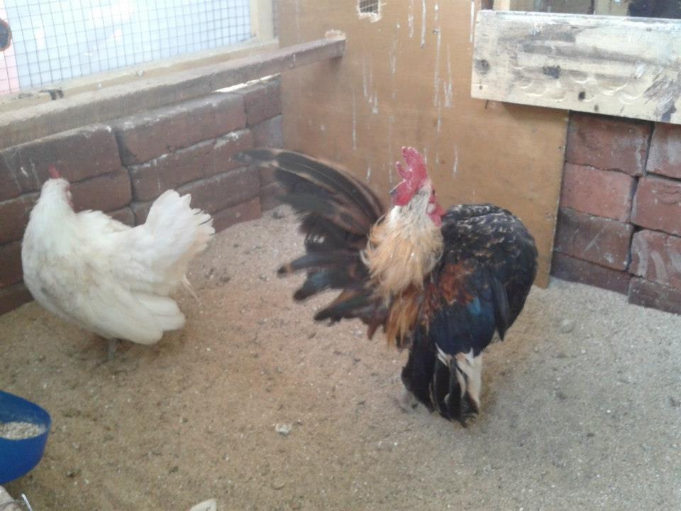 Ayam Serama Untuk Pembaka Grade A ( Import)