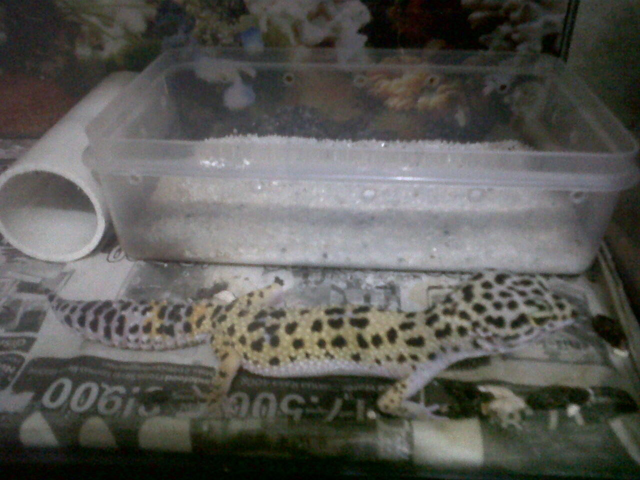WTS LEOPARD GECKO jakarta selatan "kemang"