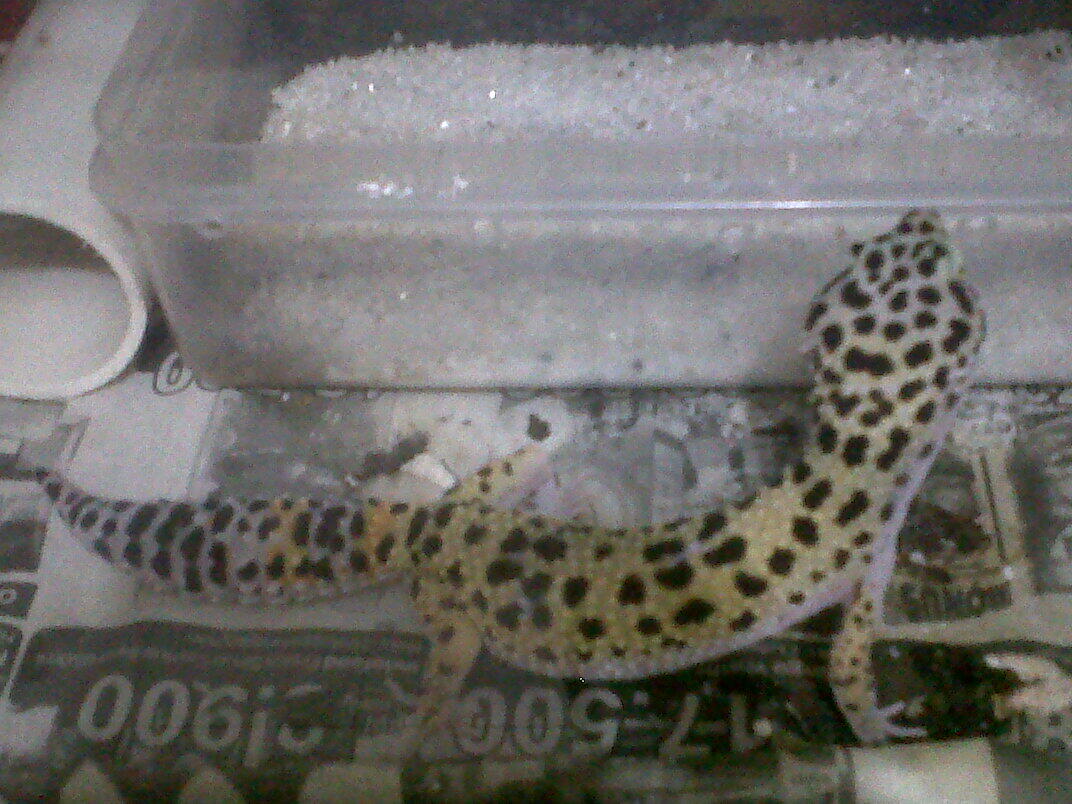WTS LEOPARD GECKO jakarta selatan "kemang"