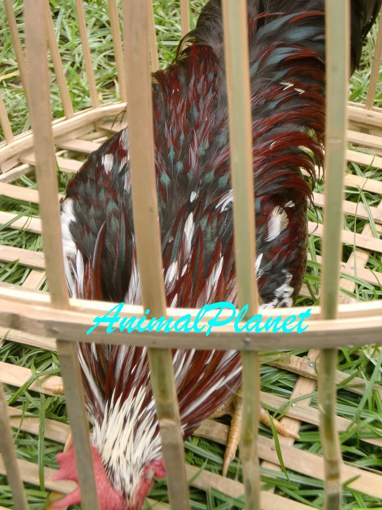 Jual Ayam Panca Warna Istimewa