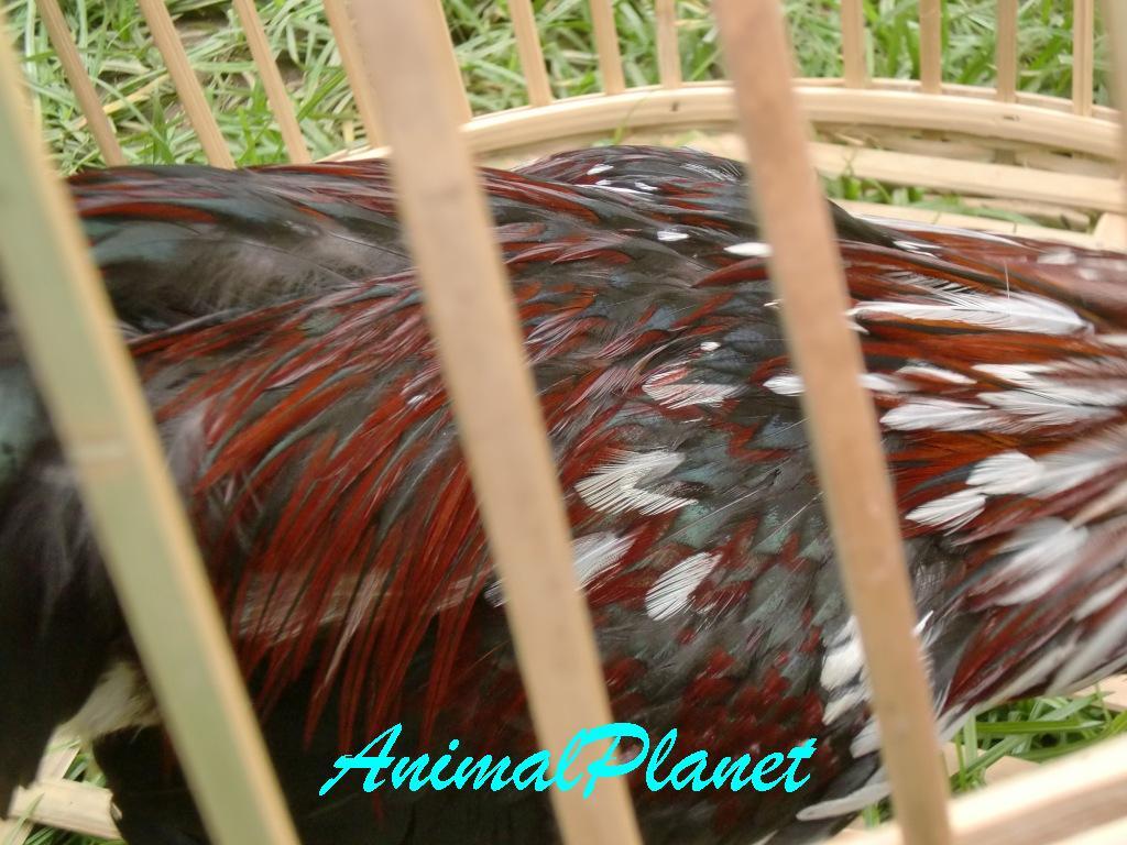 Jual Ayam Panca Warna Istimewa