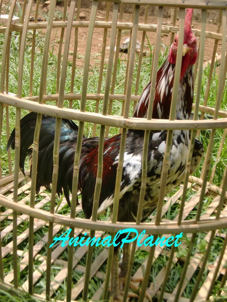 Jual Ayam Panca Warna Istimewa