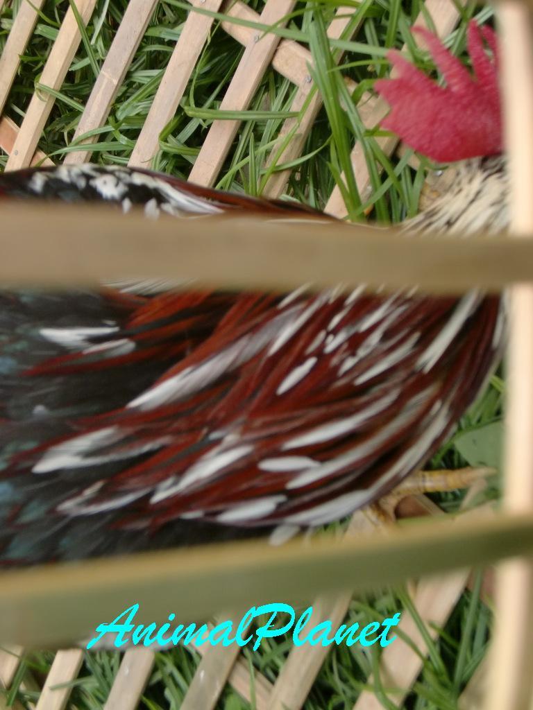 Jual Ayam Panca Warna Istimewa