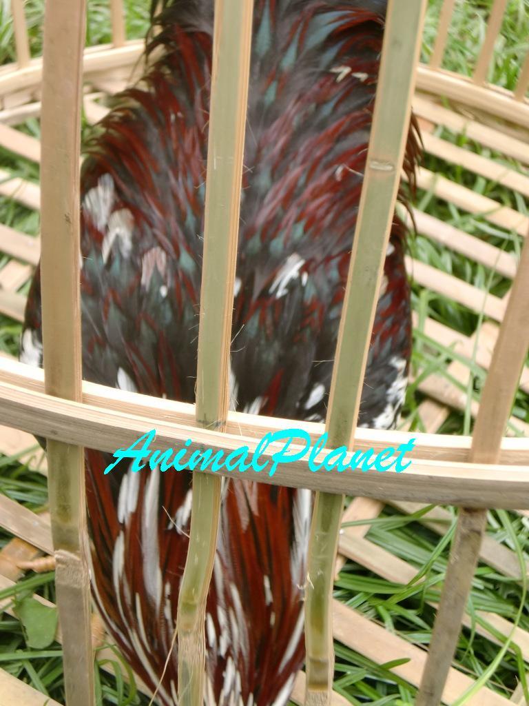 Jual Ayam Panca Warna Istimewa