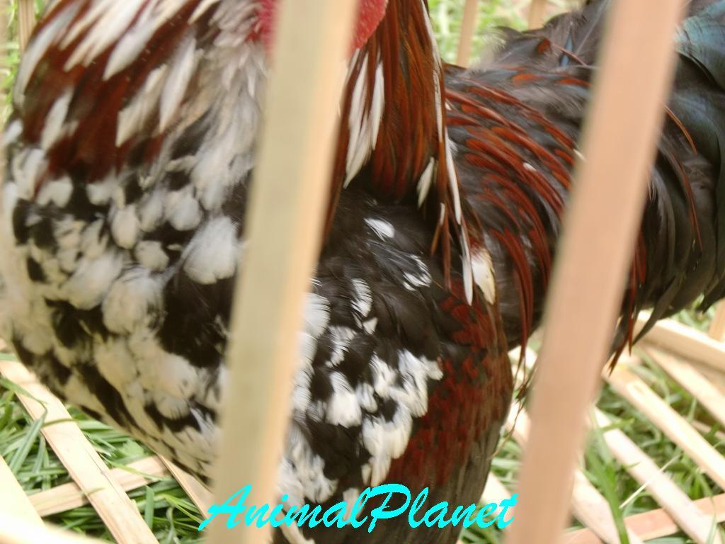 Jual Ayam Panca Warna Istimewa