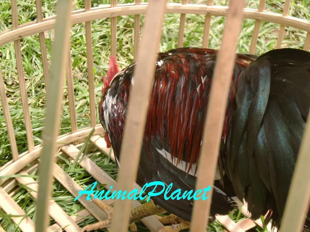 Jual Ayam Panca Warna Istimewa