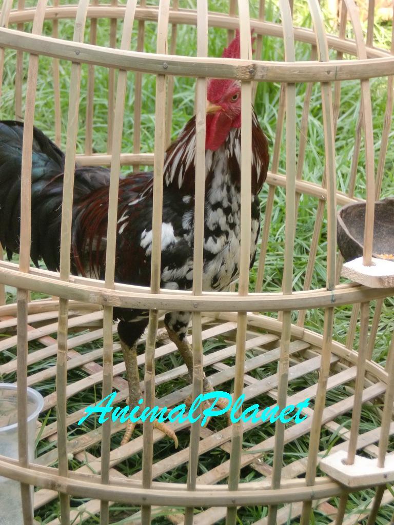 Jual Ayam Panca Warna Istimewa
