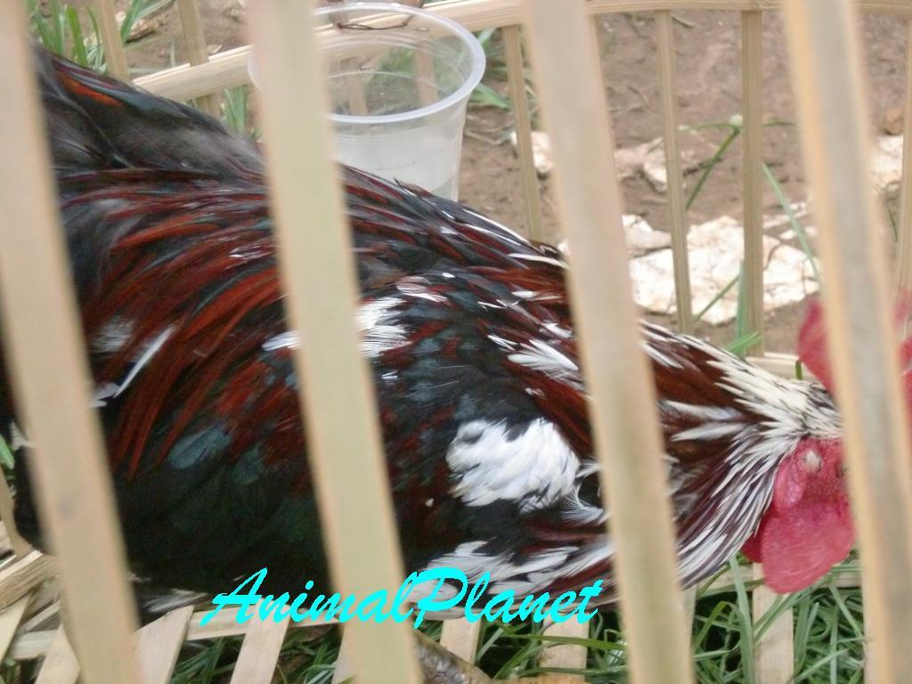 Jual Ayam Panca Warna Istimewa