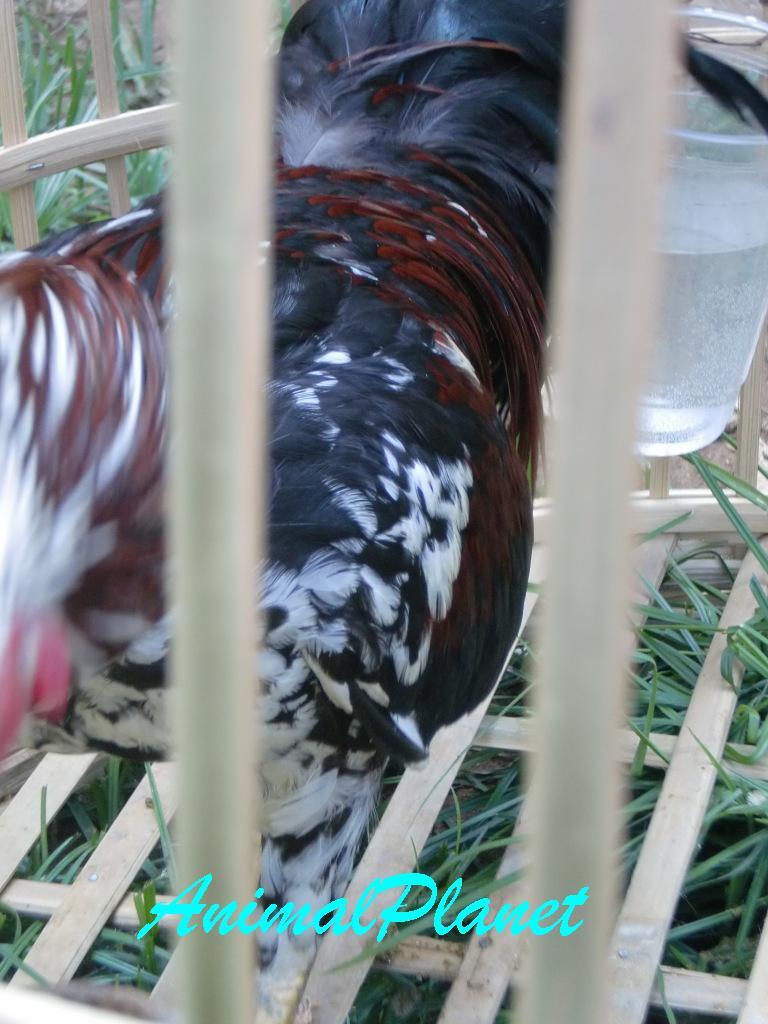 Jual Ayam Panca Warna Istimewa