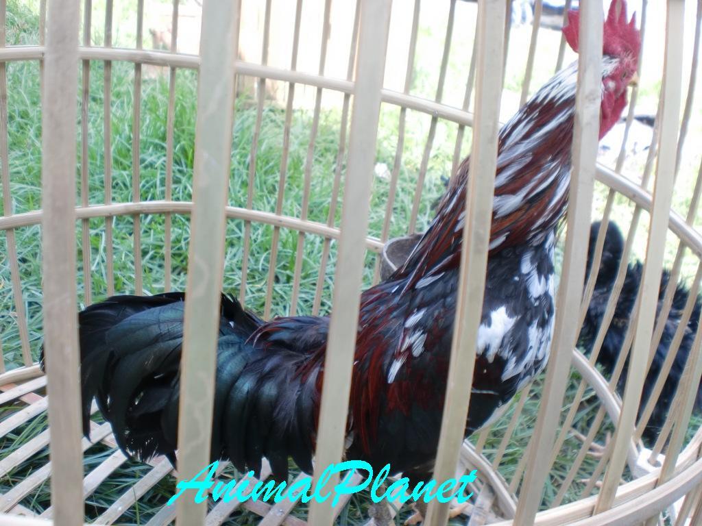 Jual Ayam Panca Warna Istimewa
