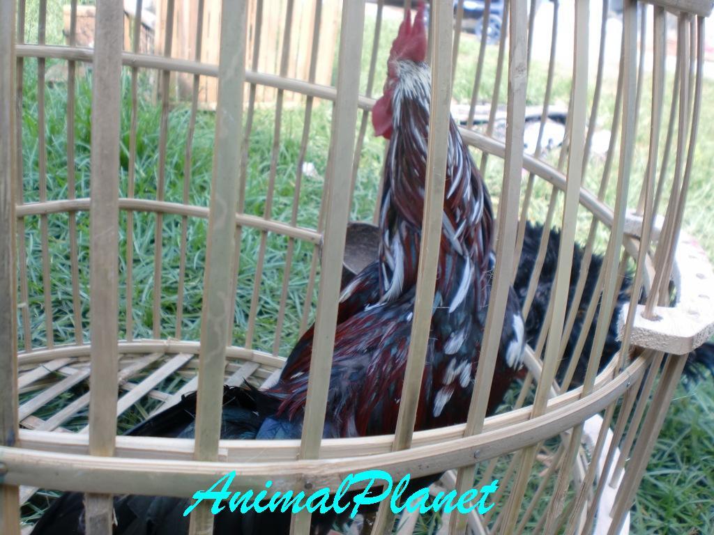 Jual Ayam Panca Warna Istimewa