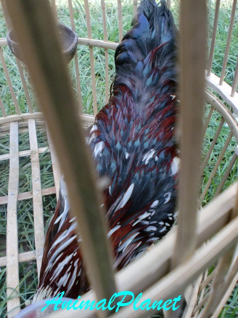 Jual Ayam Panca Warna Istimewa