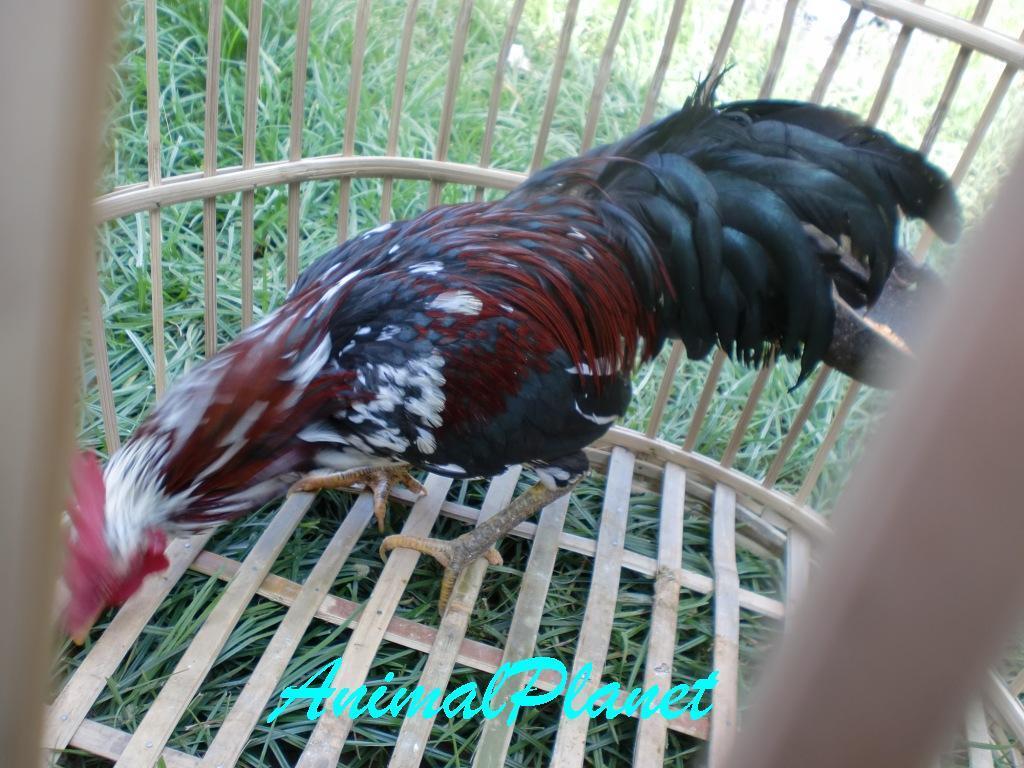 Jual Ayam Panca Warna Istimewa