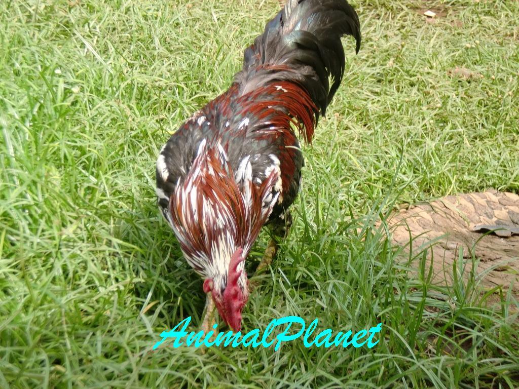 Jual Ayam Panca Warna Istimewa