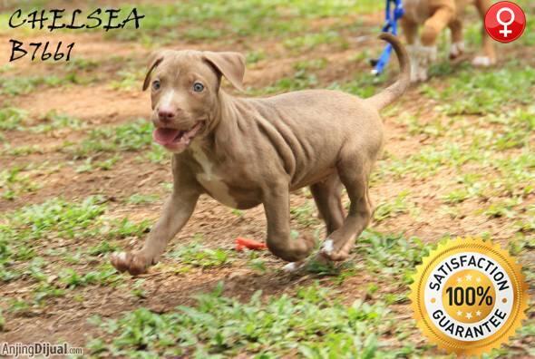 PITBULL GOOD QUALITY (2 BETINA & 1 JANTAN)