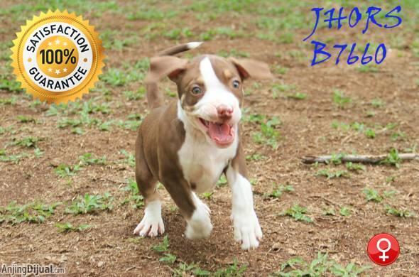 PITBULL GOOD QUALITY (2 BETINA & 1 JANTAN)