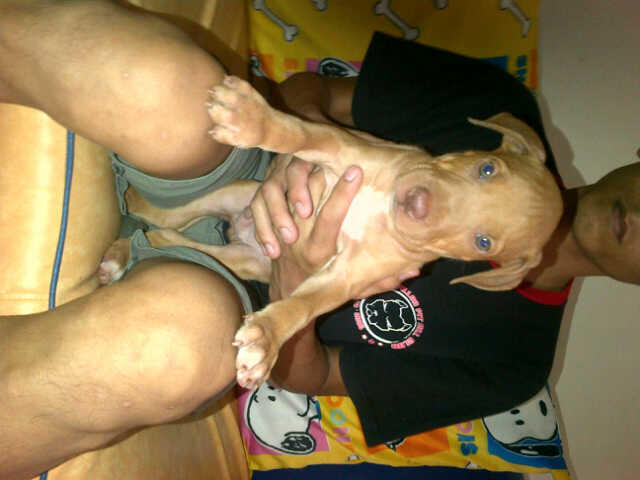PITBULL GOOD QUALITY (2 BETINA & 1 JANTAN)