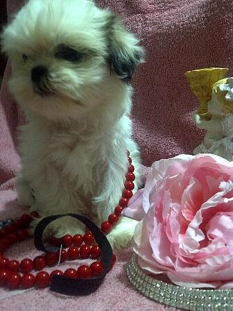 JUAL MINI SHIHTZU PREMIUM QUALITY