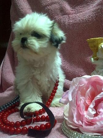 JUAL MINI SHIHTZU PREMIUM QUALITY