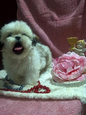 JUAL MINI SHIHTZU PREMIUM QUALITY