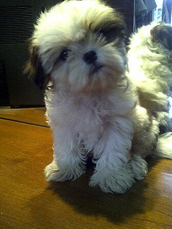 JUAL MINI SHIHTZU PREMIUM QUALITY