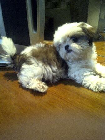 JUAL MINI SHIHTZU PREMIUM QUALITY