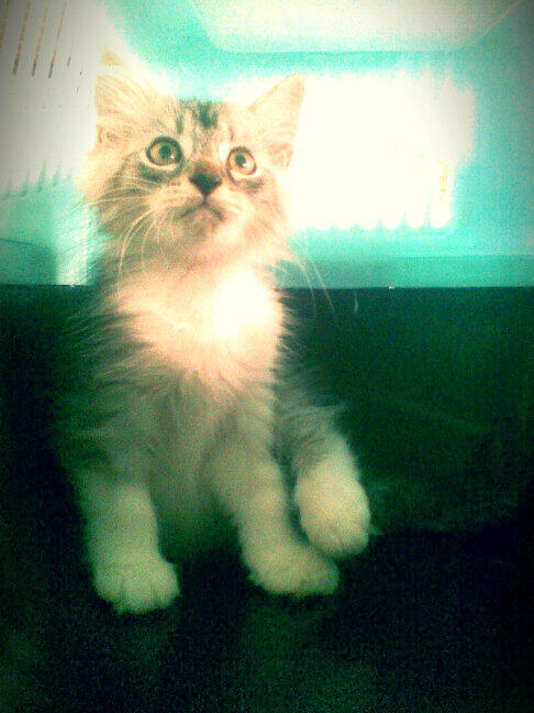 kitten persia muraah!!