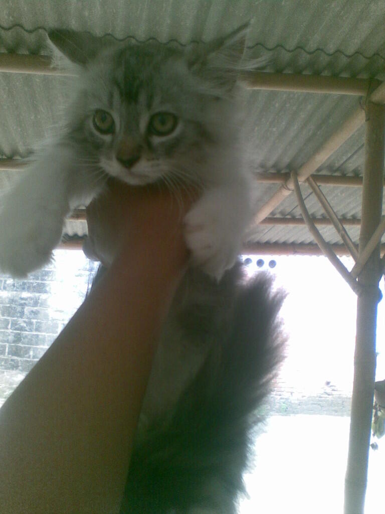 kitten persia muraah!!