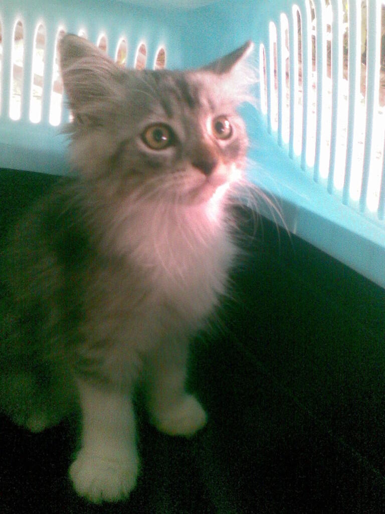 kitten persia muraah!!