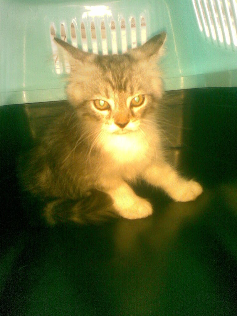 kitten persia muraah!!