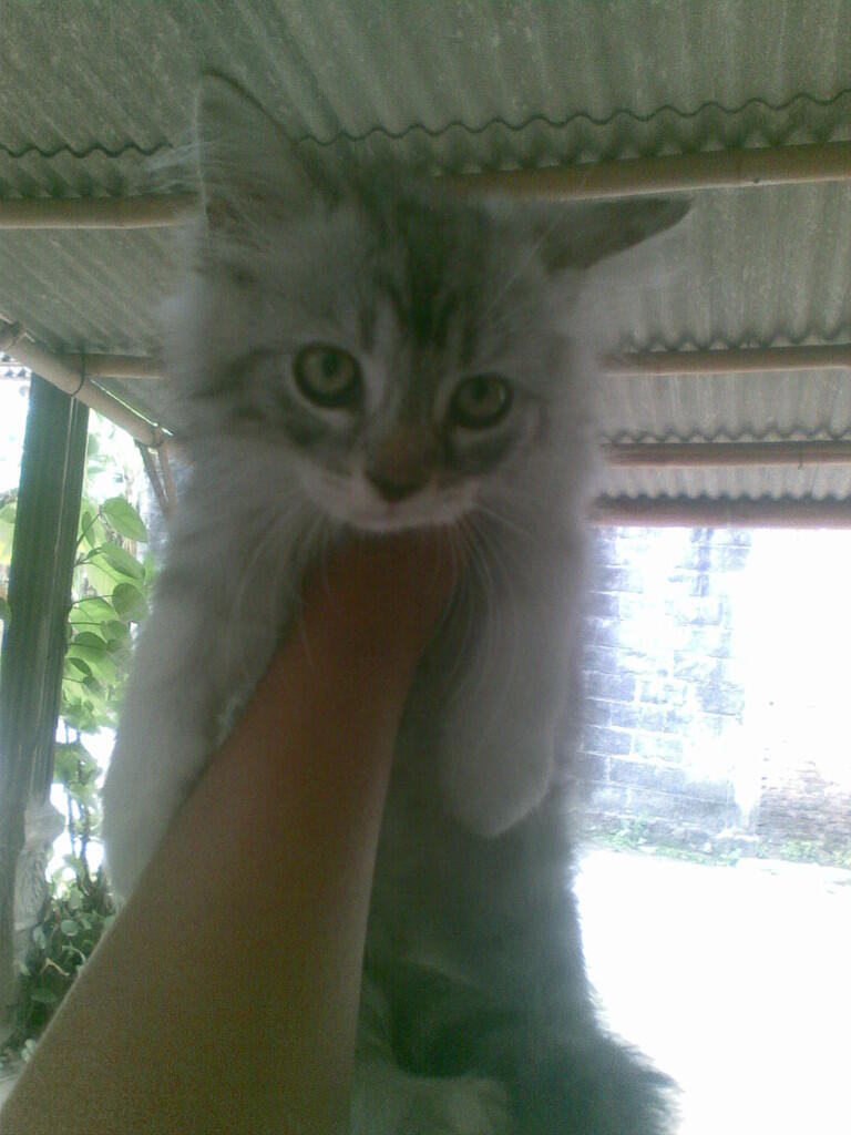 kitten persia muraah!!